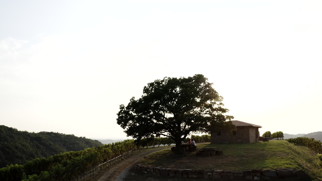 Vineyard landscape with tree and small building