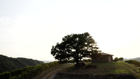 vineyard landscape with tree and small building