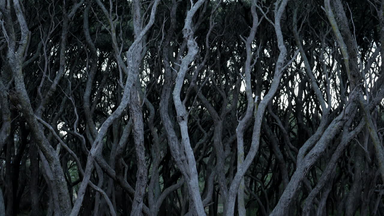 Old twisted Moonah trees along the Anglesea river, Australia