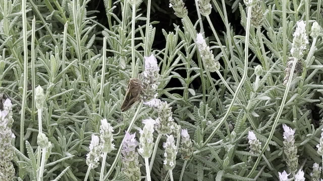 꽃 위에 있는 도마의 매크로 클립.