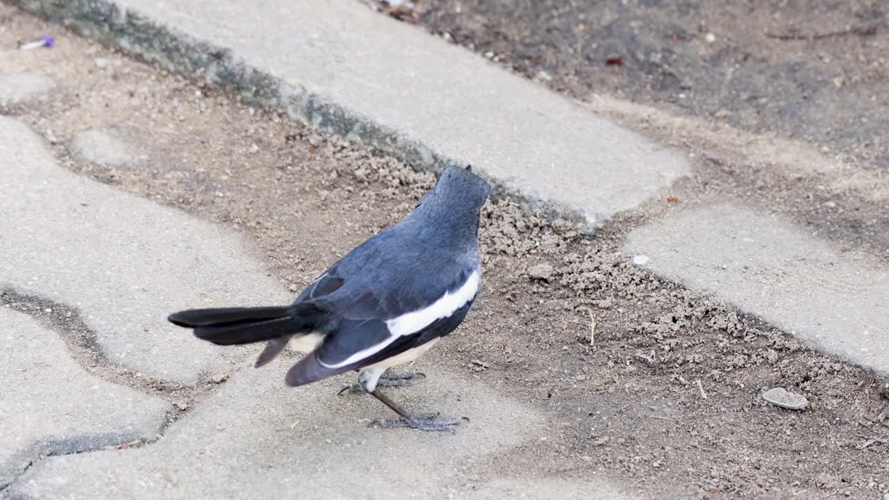 восточная сорока-робинская птица в поисках пищи на асфальтированной земле