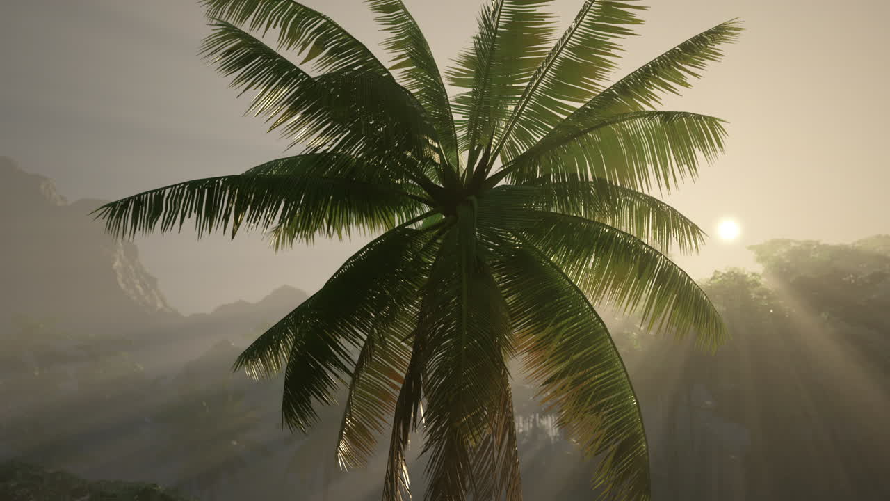 тропический восход солнца в туманных джунглях