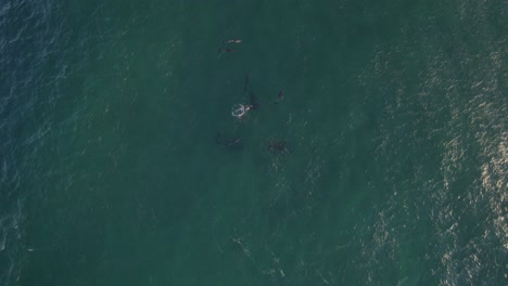 vista aérea de la vaina de delfines nariz de botella nadando bajo el mar