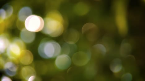 Natürliches-Bokeh-Aus-Licht-Zwischen-Baumblättern