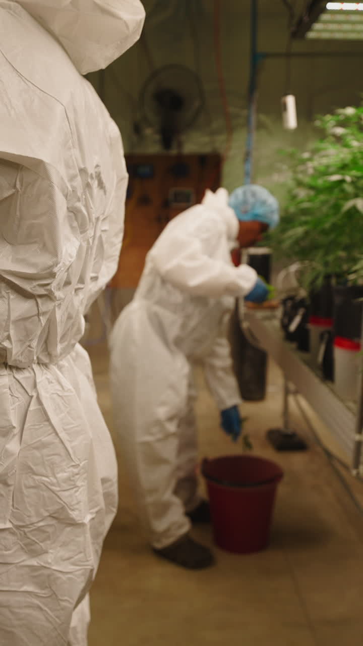 Trabajadores con trajes de protección cuidando plantas de cannabis en una granja interior