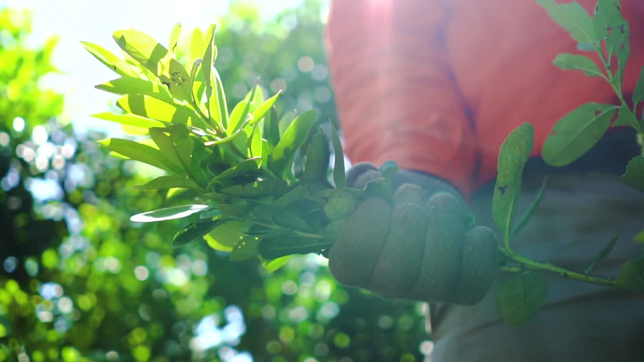 de cerca sosteniendo la planta de yerba mate en la mano por un trabajador con guantes, misiones jardín américa