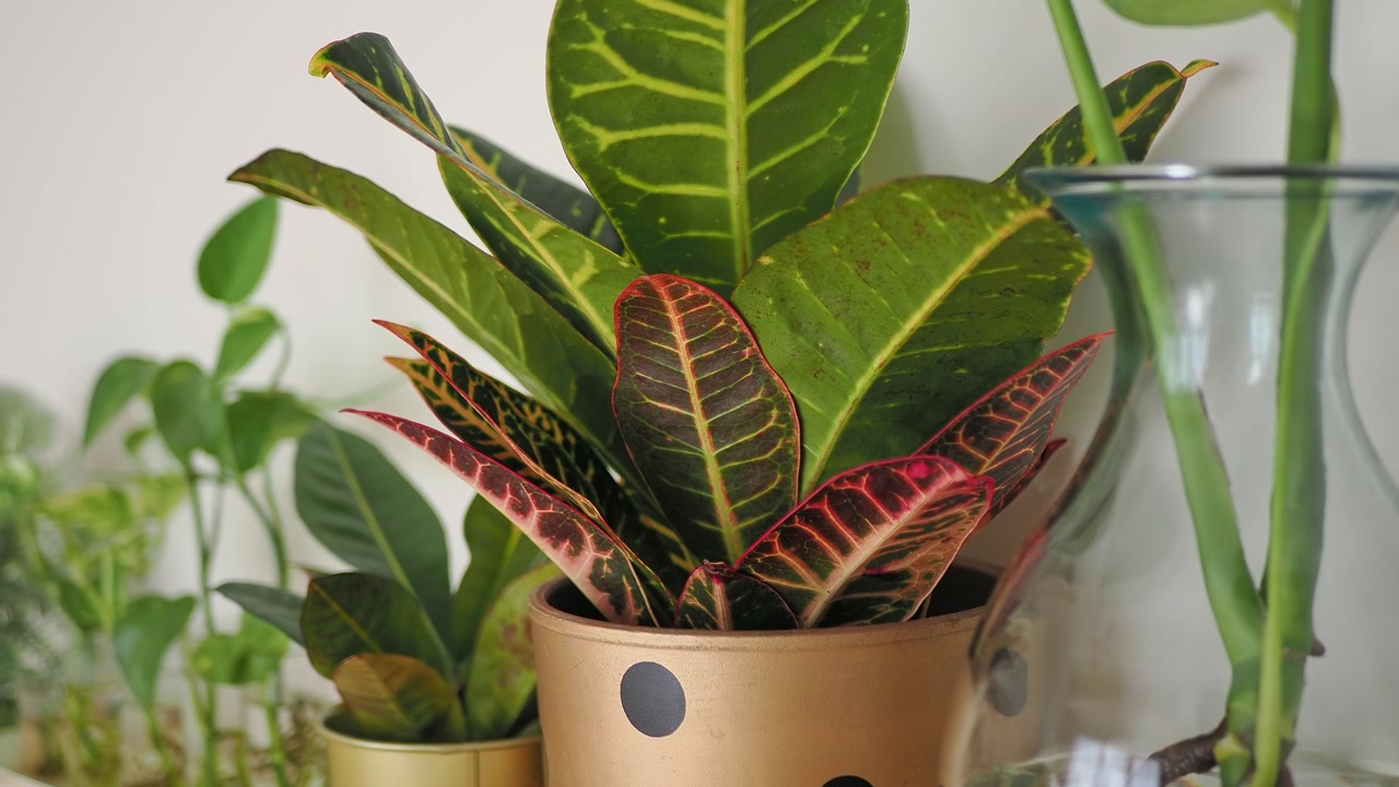 Vibrant Indoor Plants with Green and Red Foliage in Golden Pots