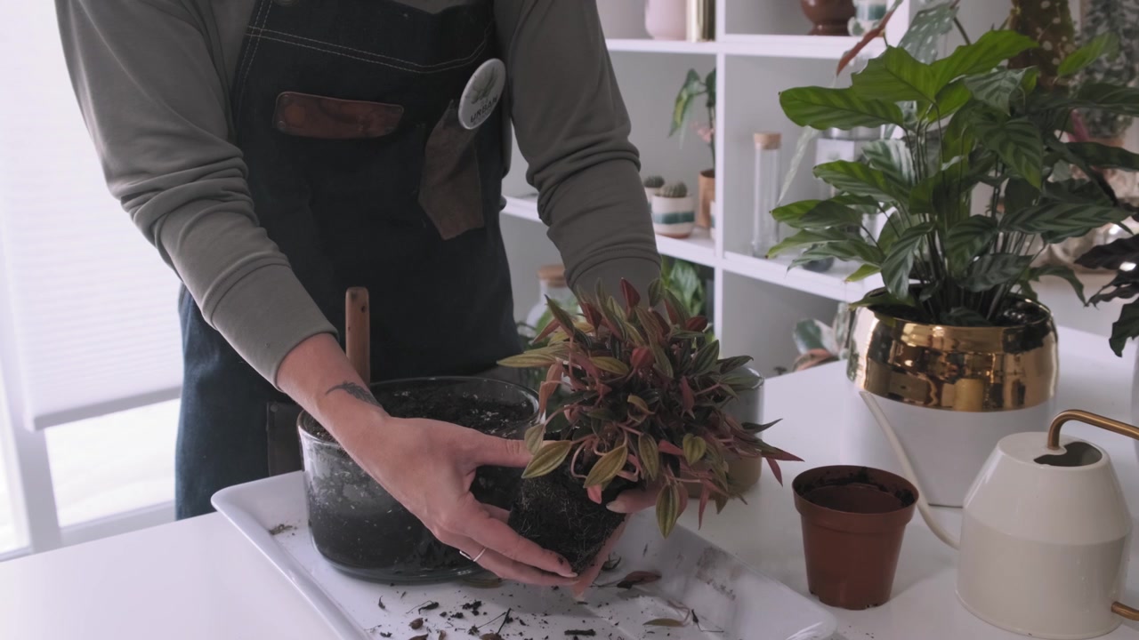 Giovane donna millennial che rinvasa una pianta nella sua casa.