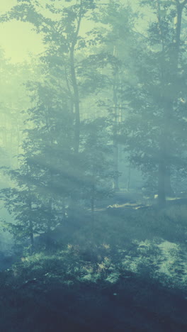 mysterious foggy forest