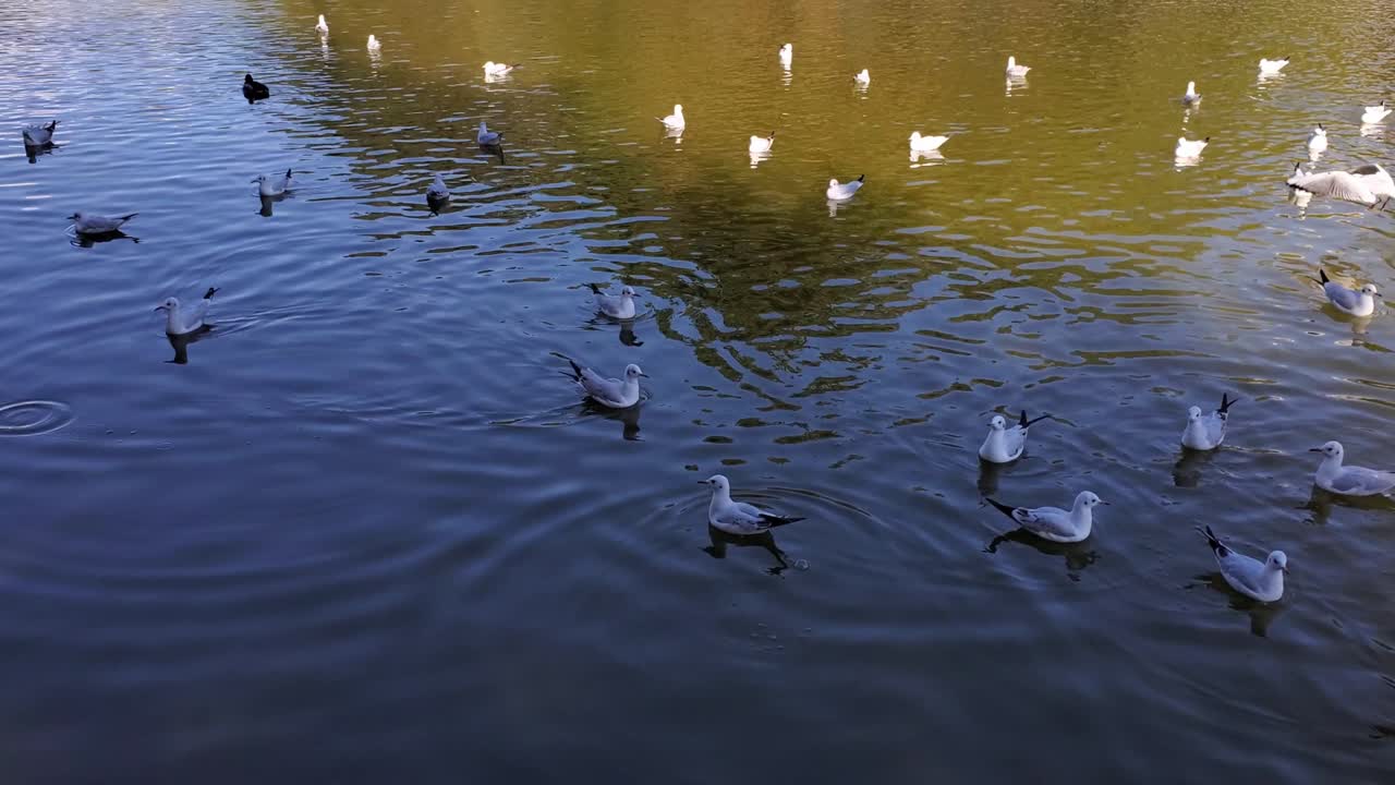Seagulls swimming in green rippled water of pond