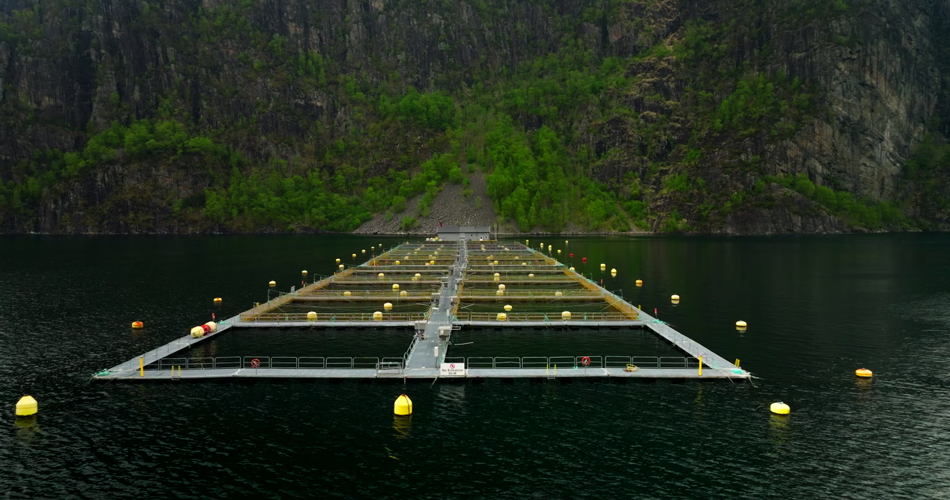 Aerial view, halibut fish farm in Totlandsvik, Hjelmeland, Norway. Aquaculture cages floating on the fjord surrounded by steep cliffs and lush green mountains