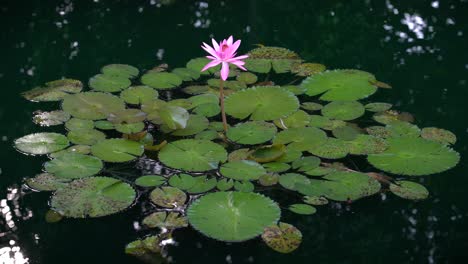 美麗的粉紅色水 lily 漂浮在湖面上