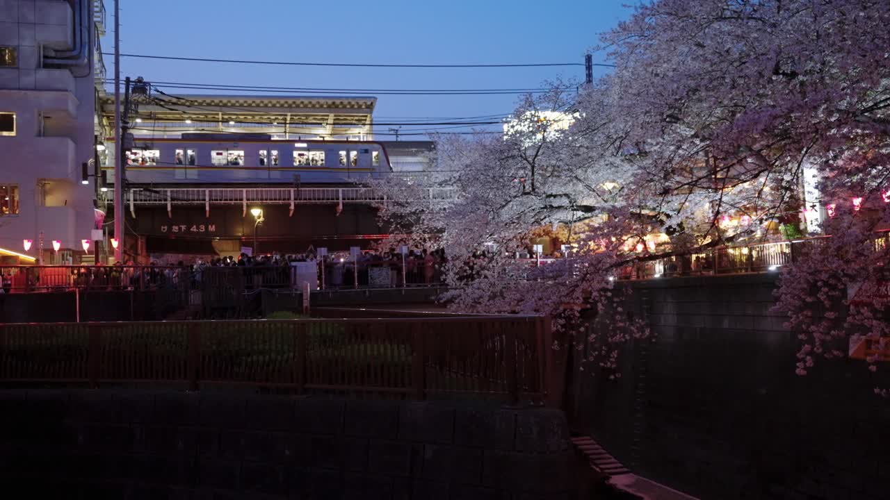 열차 가 도쿄 의 메구로 역 에 도착 하고, 저녁 에 사쿠라 나무 가 꽃 을 피우고 있다