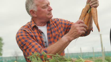 mature man working on farm