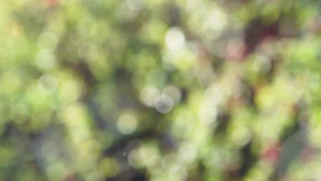 Abstract summer background with bokeh