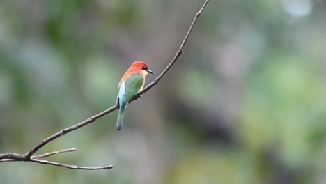 chestnut-headed bee-eater, merops leschenaulti, 4k footage, kaeng krachan national park, thailand