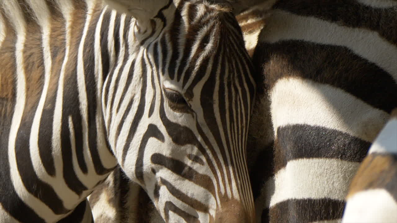 Macro close up of wild zebra lighting in sun in African national park during summer