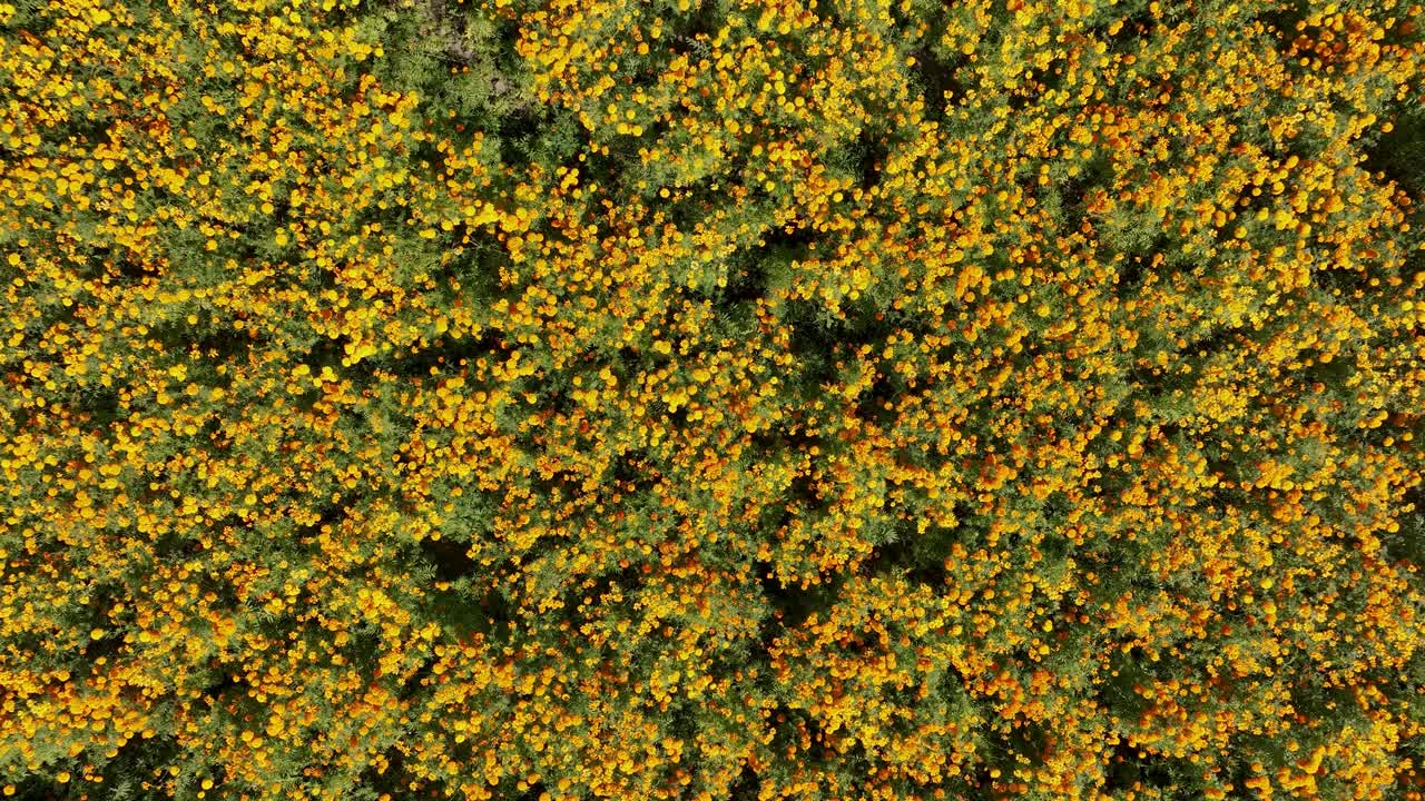 거대한 마리골드 꽃  의 공중 영상