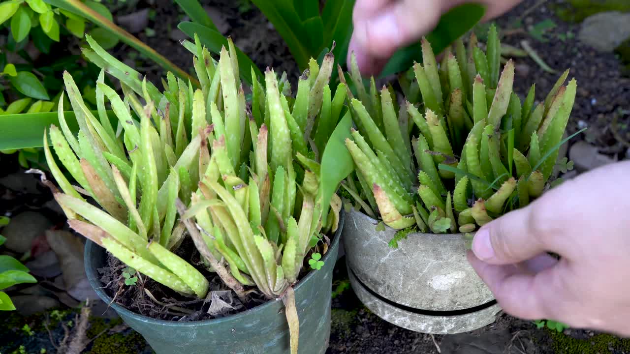 deshierbe y cuidado de plantas en macetas de aloe vera descuidadas al aire libre, de cerca