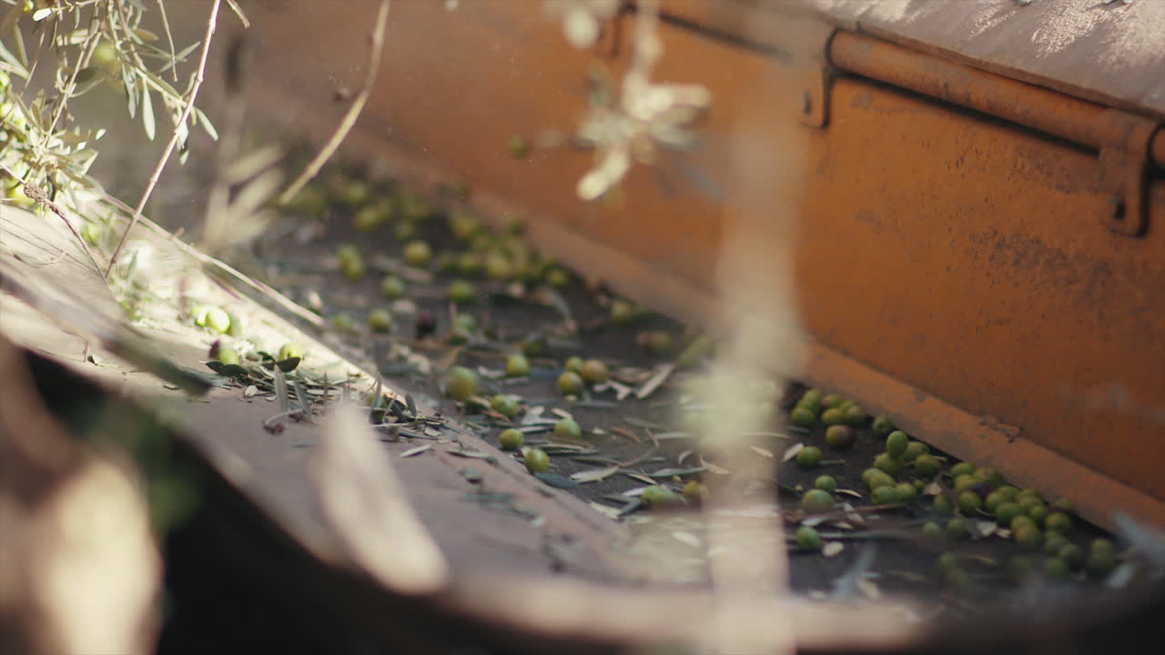 Olives on a conveyor belt during harvest