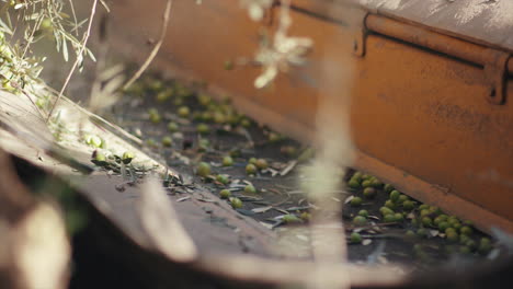 olives on a conveyor belt during harvest