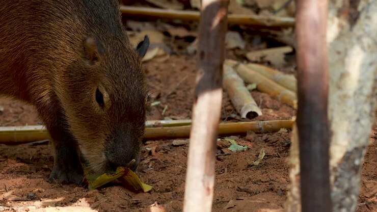 Capibara esplora l'ambiente circostante allo Zoo di Nakhon Ratchasima