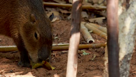 el capibara investiga los alrededores en el zoológico de nakhon ratchasima