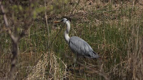 grey heron in a marsh