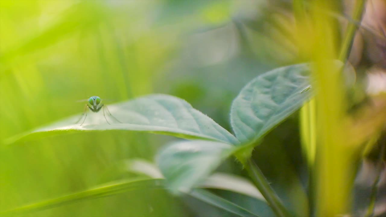una mosca está en una hoja verde, mañana