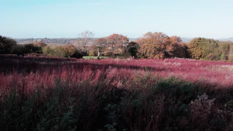 AERIAL:-Slow-motion-dolly-across-field-filled-with-red-and-green-shrubs,-Gower,-4k-Drone