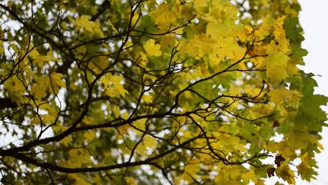 Schaue-Hinauf-Zum-Herbstgelb