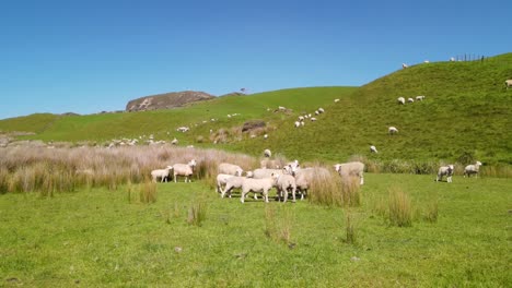 Flock-of-sheep-and-cute-lambs-on-green-pasture,-springtime-in-New-Zealand