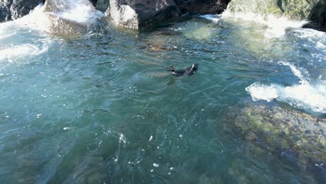 Lobo-Marino-Herido-Que-Muestra-Características-Animales-Rodando-En-El-Oleaje-Del-Océano-A-Lo-Largo-De-Una-Costa-Rocosa