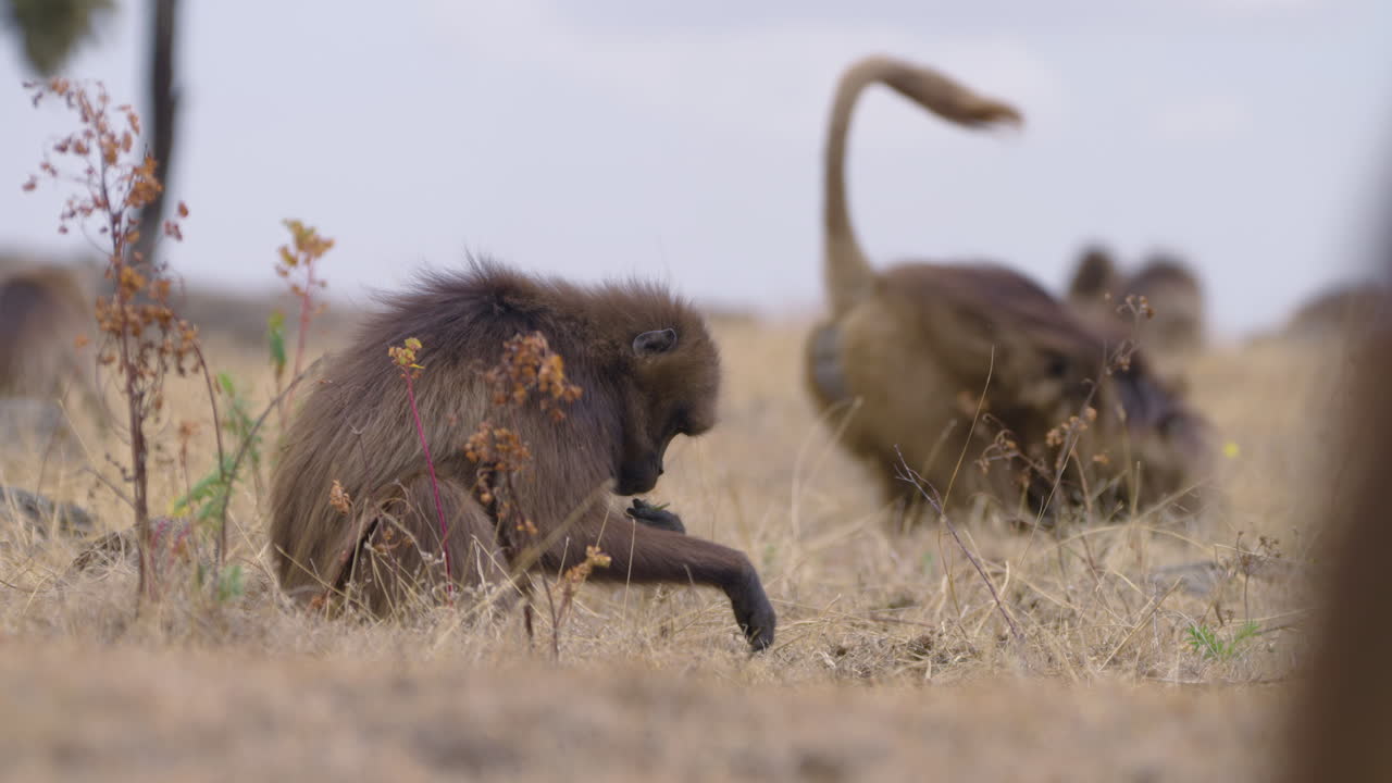 Gelada Monkeys Foraging For Food In Simien Mountains National Park, Ethiopia - Close Up