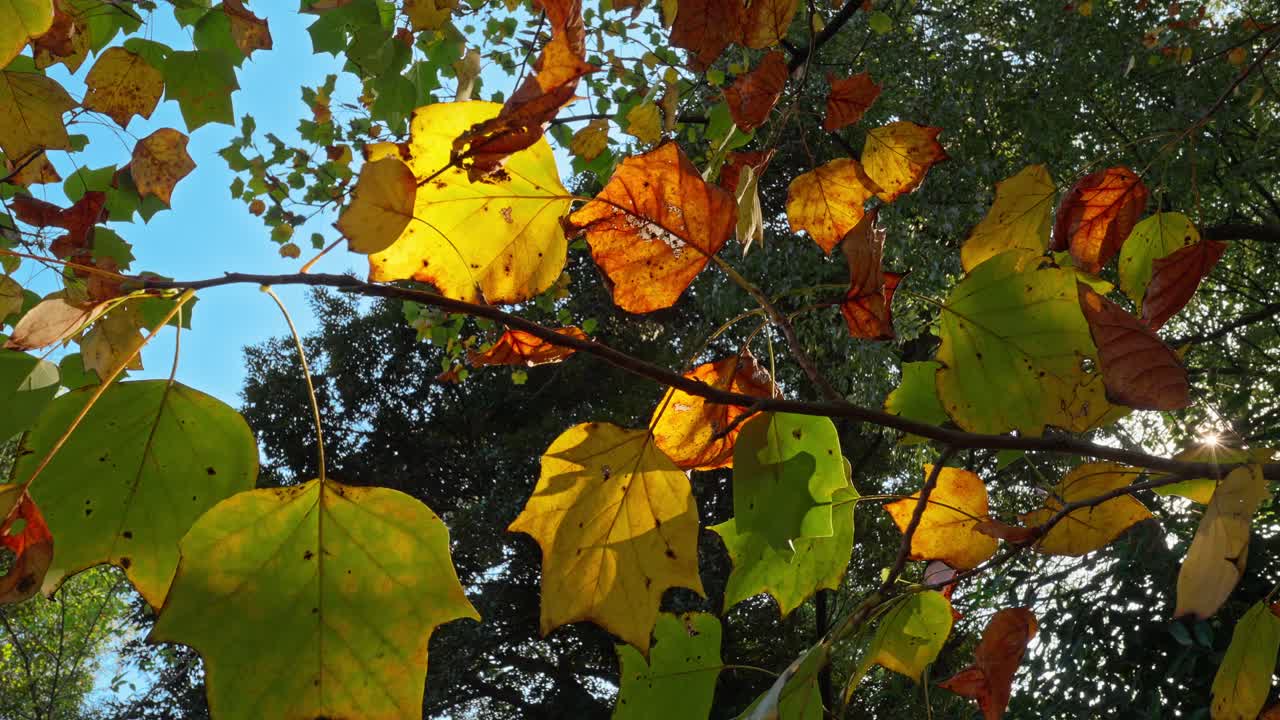 Vibrant yellow and orange leaves begin to turn, contrasting beautifully with green foliage and a clear blue sky, signaling the arrival of autumn.