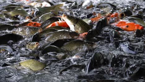 un enjambre de carpas de peces koi durante la alimentación en agua dulce