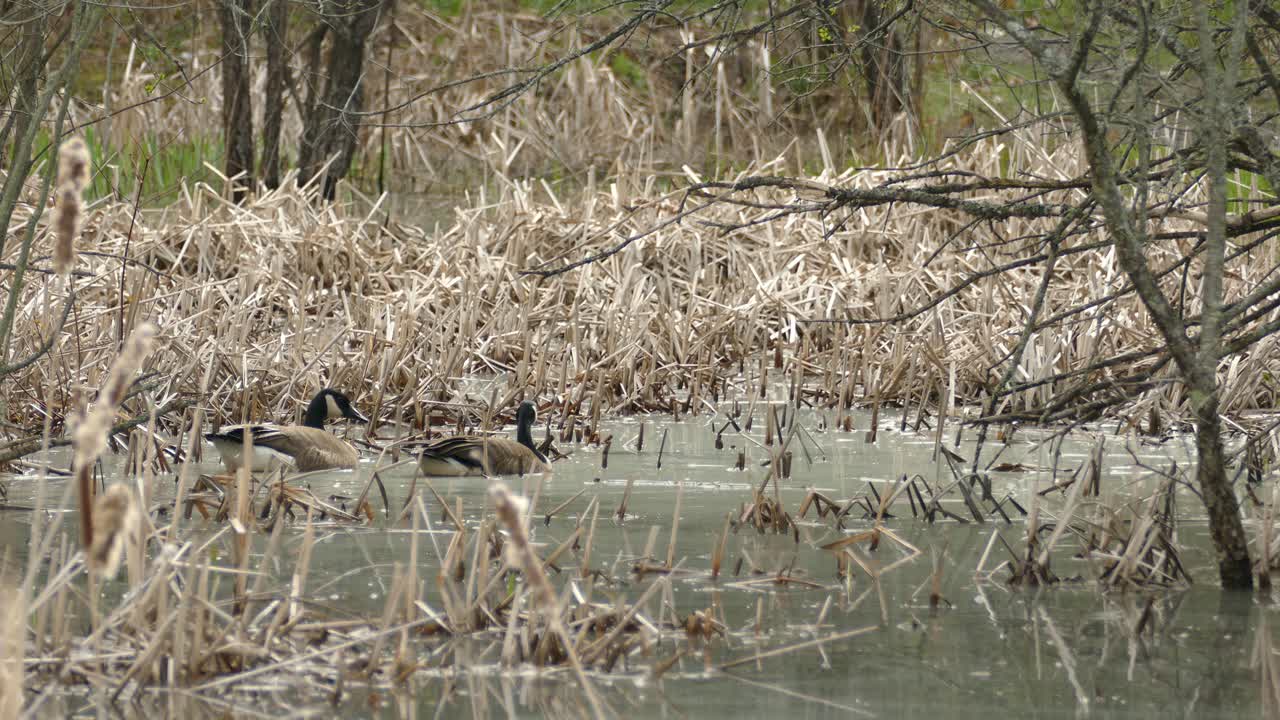 두 마리의 캐나다 기러기가 얕은 연못을 헤엄치고 있다