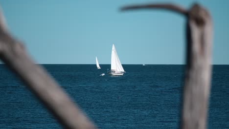 一艘帆船慢慢在淡淡的海水上航行,前景是树枝,框架是镜头