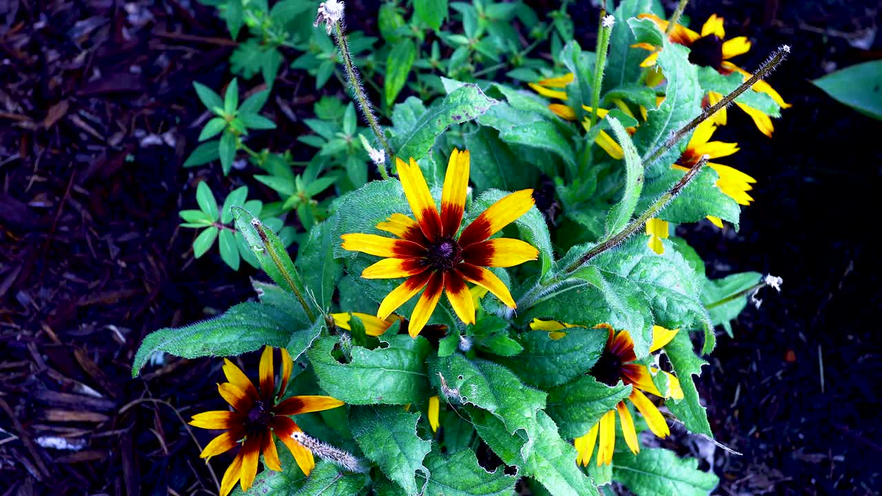 Static video of Gloriosa Daisy Flowers