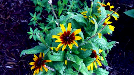 static video of gloriosa daisy flowers