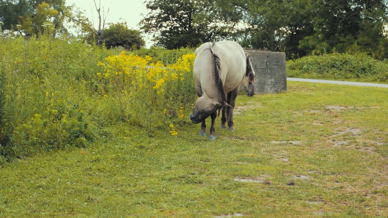 두 마리의 말들이 자연 속에서 풀을 먹고 있다.