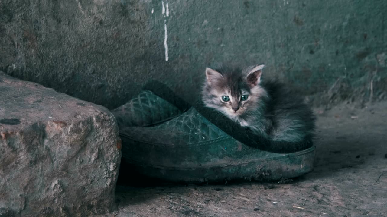 Gatinho cinzento fofo de rua sentado em sapatos na rua.