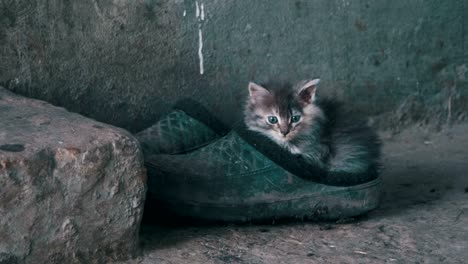 stray gray fluffy kitten is sitting on shoes in the street
