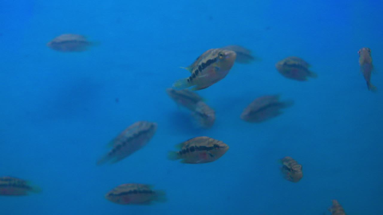 Lots of small and beautiful zebra pattern fish in an aquarium. Static shot