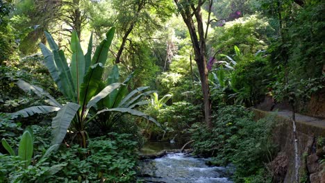 dolly in shot at uruapan national park