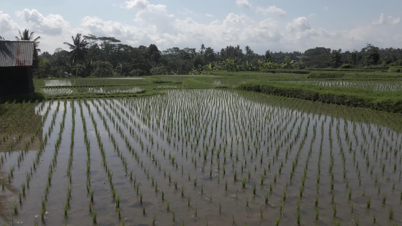 Sorvolo a bassa quota: germogli di riso nelle risaie terrazzate allagate di Ubud, Bali.
