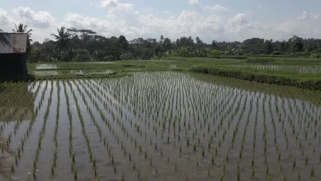 low flyover: rice shoots in flooded terraced rice paddies of ubud bali