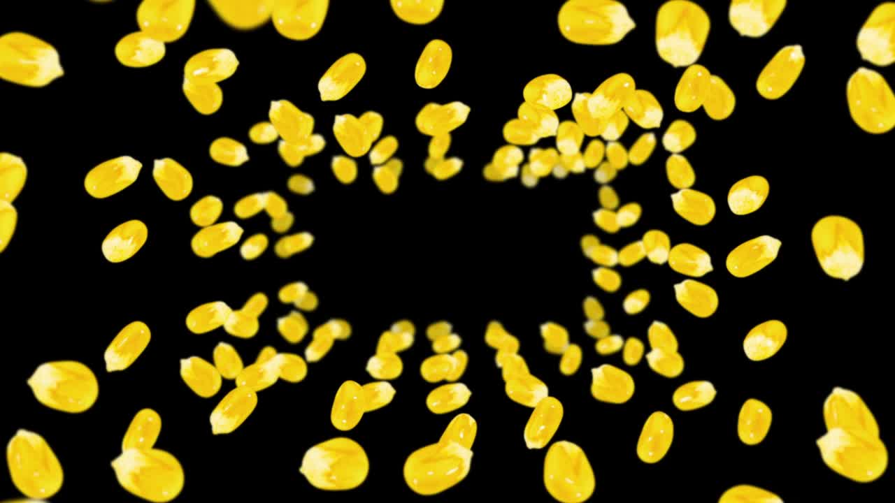 검은색 바탕에 많은 옥수수 어리를 날려. 노란색 달한 옥수스 씨. 채식주의자. 건강한 음식. 옥수수가 회전하는 3d 루프 애니메이션.