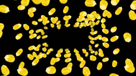 flying many corn grains on black background. yellow sweet corn seeds. vegetarian. healthy food. 3d loop animation of corn rotating.