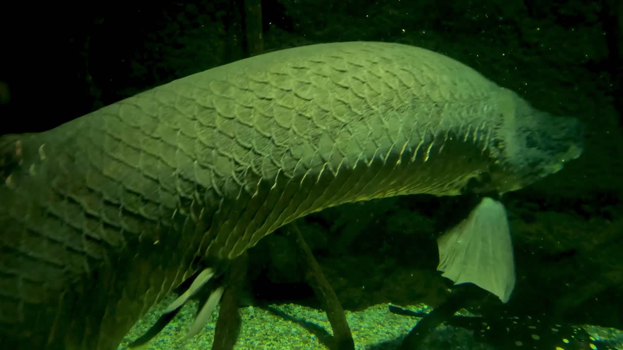 Detailed view of arowana fish scales and fins in a dimly lit aquarium setting.